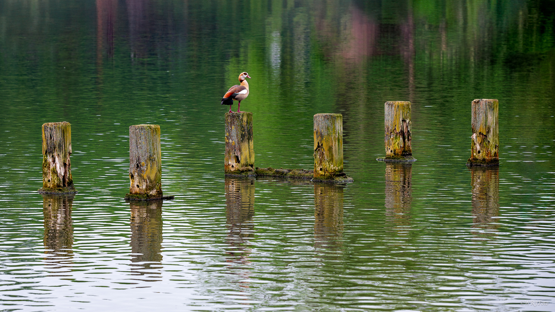 Die Nilgans und die Spiegelungen 