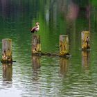 Die Nilgans und die Spiegelungen 