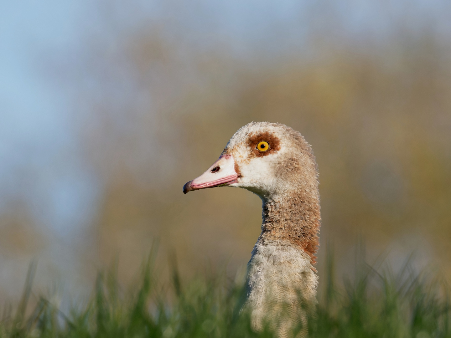 Die Nilgans vom Elbdeich