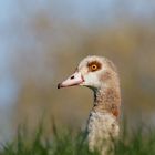 Die Nilgans vom Elbdeich