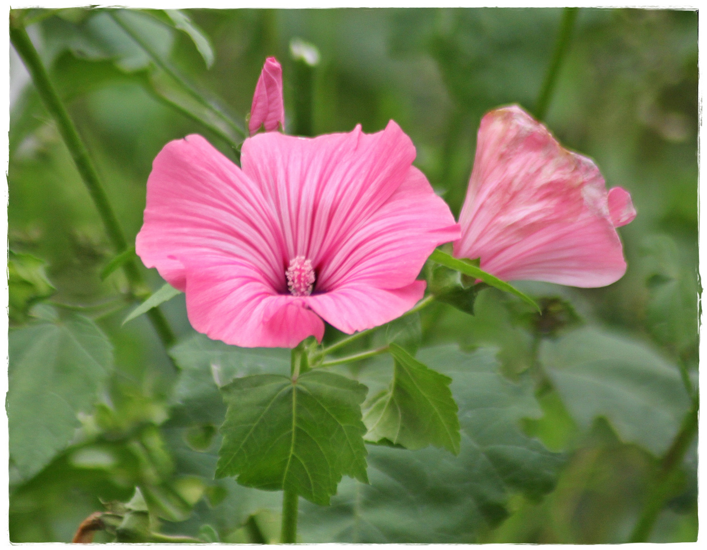 Die noch schönen Reste einer Blumenwiese