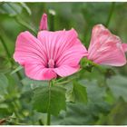 Die noch schönen Reste einer Blumenwiese