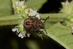 Die noch unrasierte :-) Larve der Beerenwanze, Dolycoris baccarum - ...