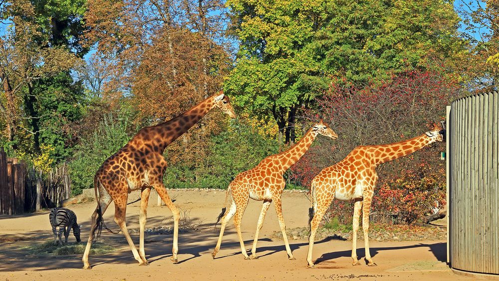 Die Nördlichen Kordafon Giraffen müssen doch Gene von den Gänsen haben...