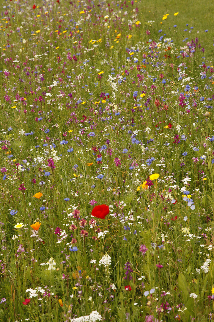 Die nördlichste Blumenwiese von Rheinland-Pfalz