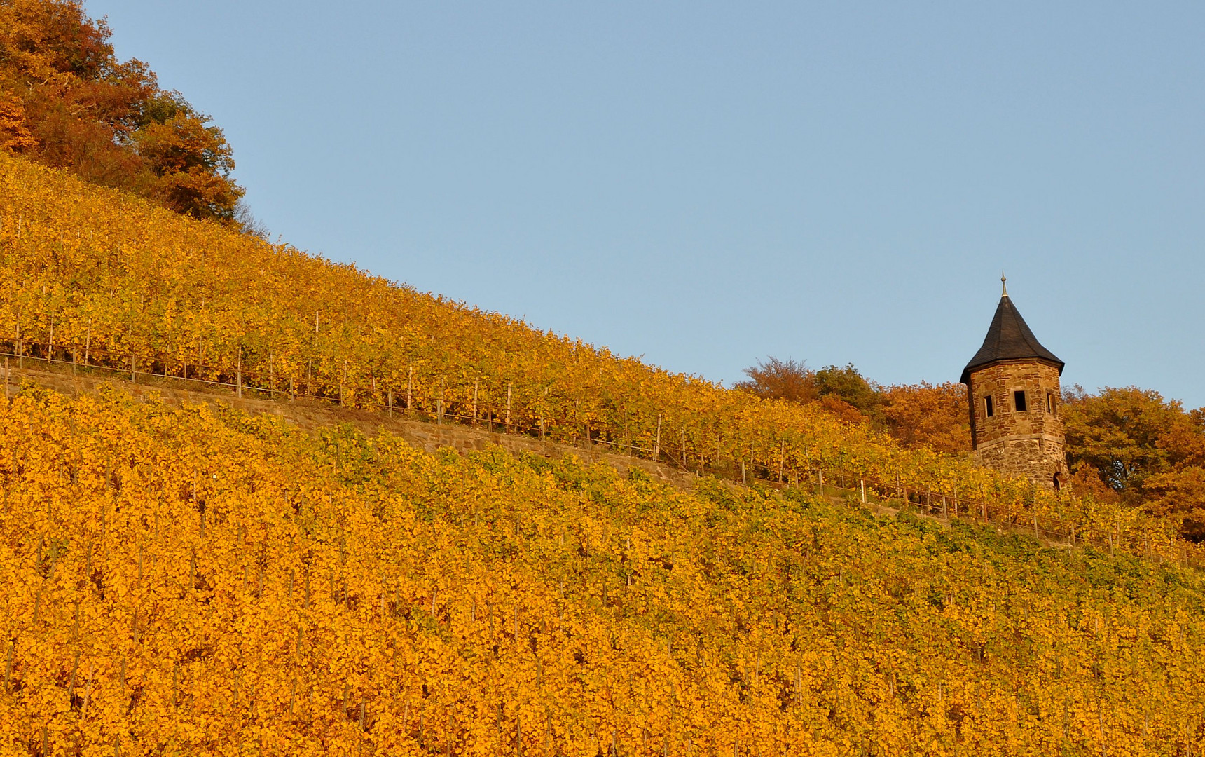 Die nördlichsten Weinberge  im Westen Deutschlands...