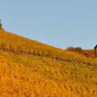 Die nördlichsten Weinberge  im Westen Deutschlands...