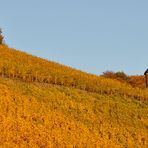 Die nördlichsten Weinberge  im Westen Deutschlands...