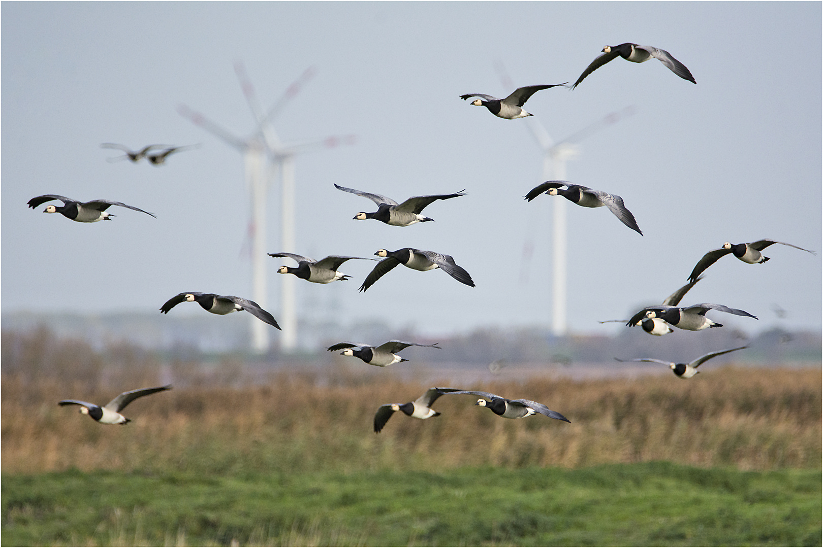 Die Nonnen- oder Weißwangengänse (Branta leucopsis) . . .