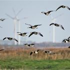 Die Nonnen- oder Weißwangengänse (Branta leucopsis) . . .