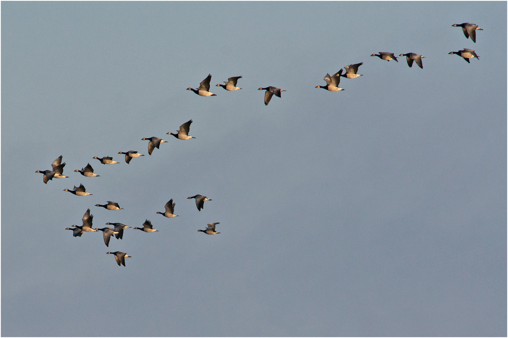 Die Nonnengänse (Branta leucopsis) . . .