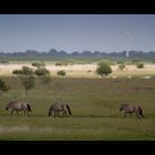 Die Norddeutsche Serengeti...