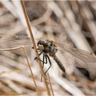 Die Nordische Moosjungfer (Leucorrhinia rubicunda) . . .