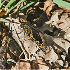 Die Nordische Moosjungfer (Leucorrhinia rubicunda) gehört . . .