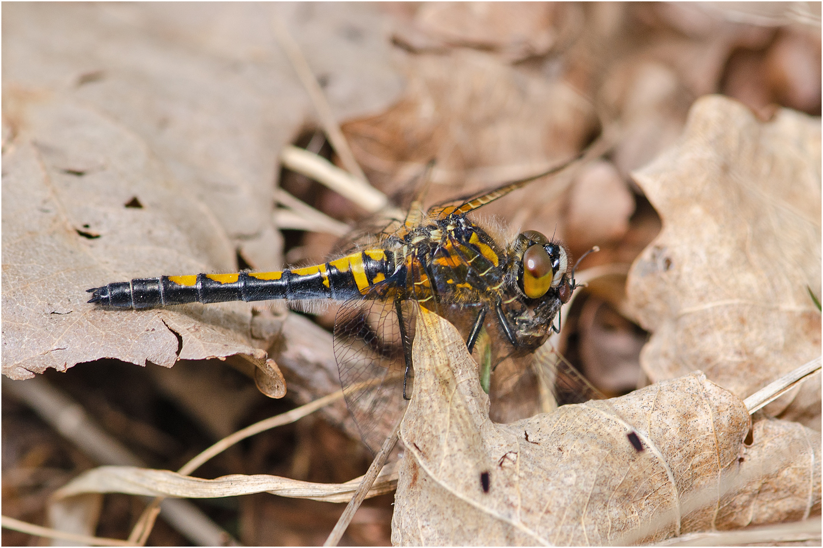 Die Nordische Moosjungfern (Leucorrhinia rubicunda) (1). . .