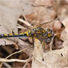 Die Nordische Moosjungfern (Leucorrhinia rubicunda) (1). . .