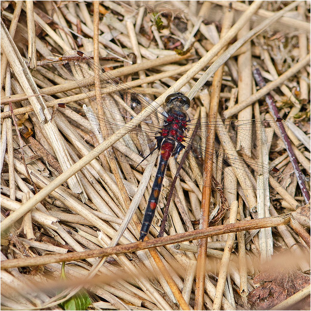 Die Nordische Moosjungfern (Leucorrhinia rubicunda) (2) . . .