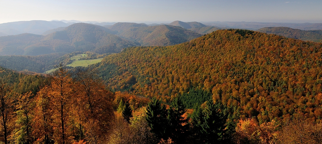 Die Nordvogesen leuchten in den schönsten Herbstfarben, ich stehe in...