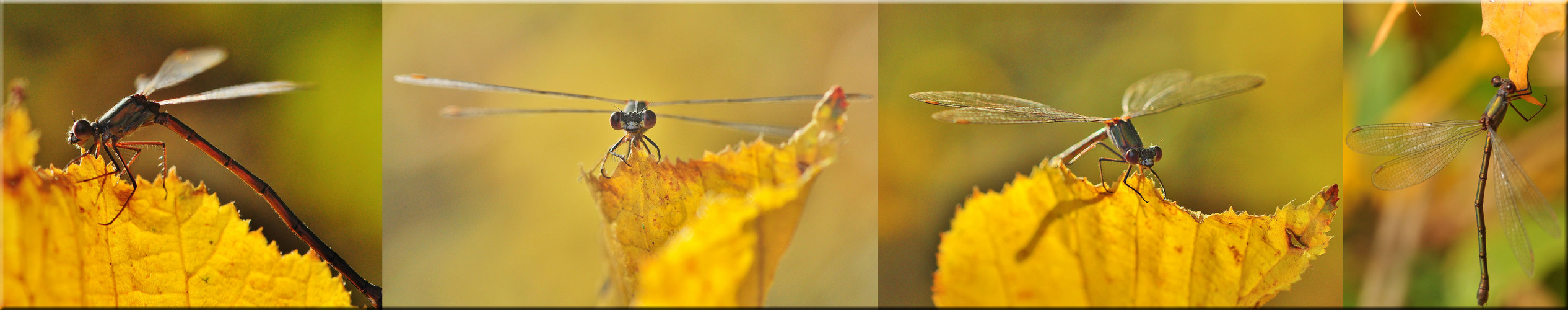 Die Novemberlibelle ...