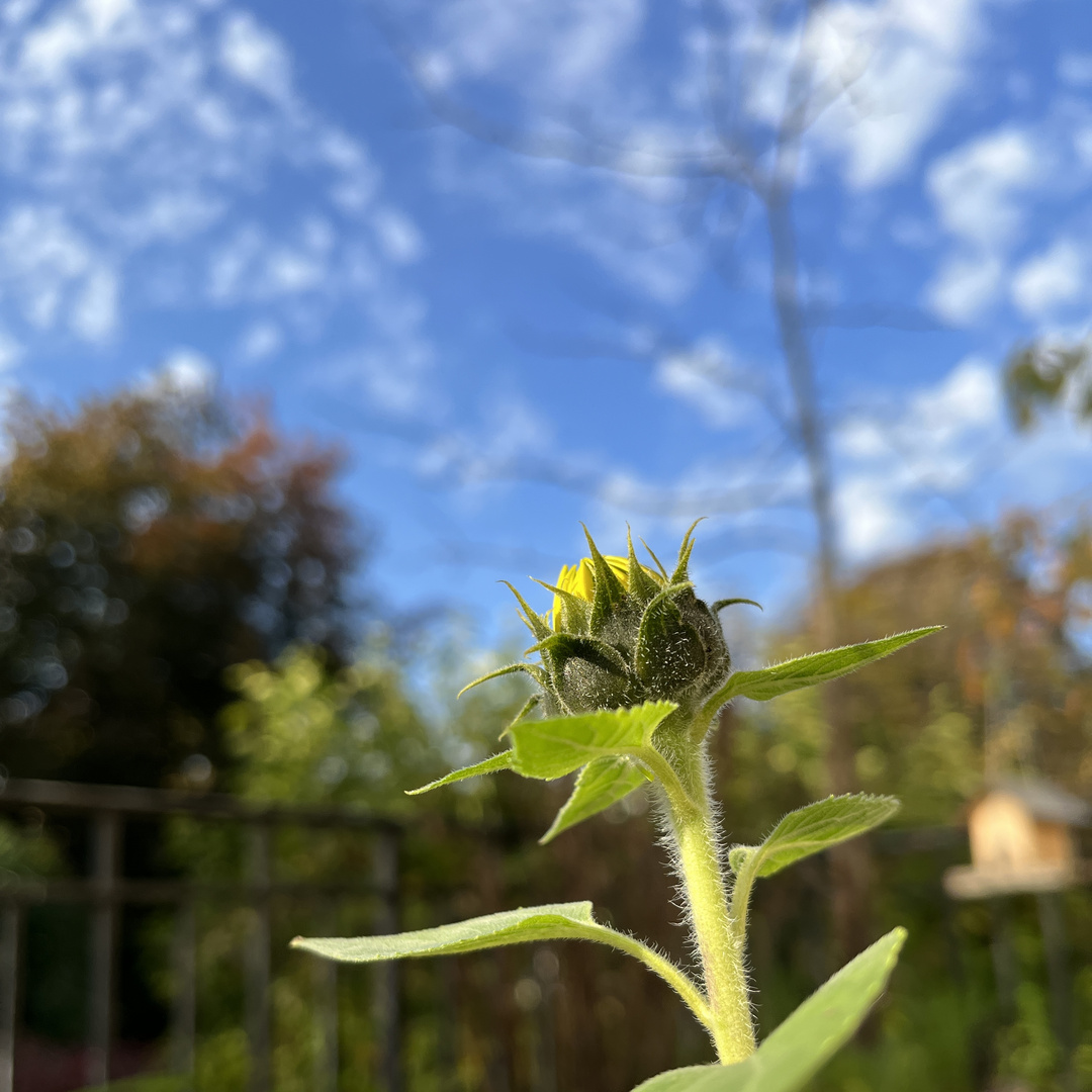 die Novembersonnenblume