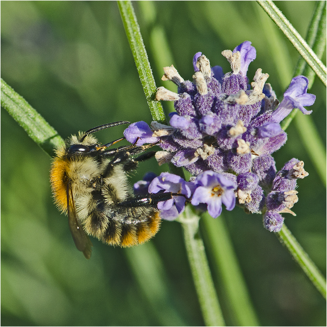 Die Nr. 1 ist die Ackerhummel (Bombus pascuorum) . . .