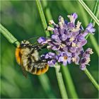 Die Nr. 1 ist die Ackerhummel (Bombus pascuorum) . . .