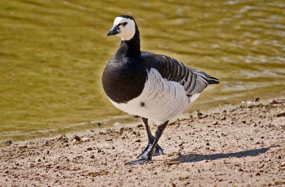 "DIE NÜRNBERGER KAISER GANS"