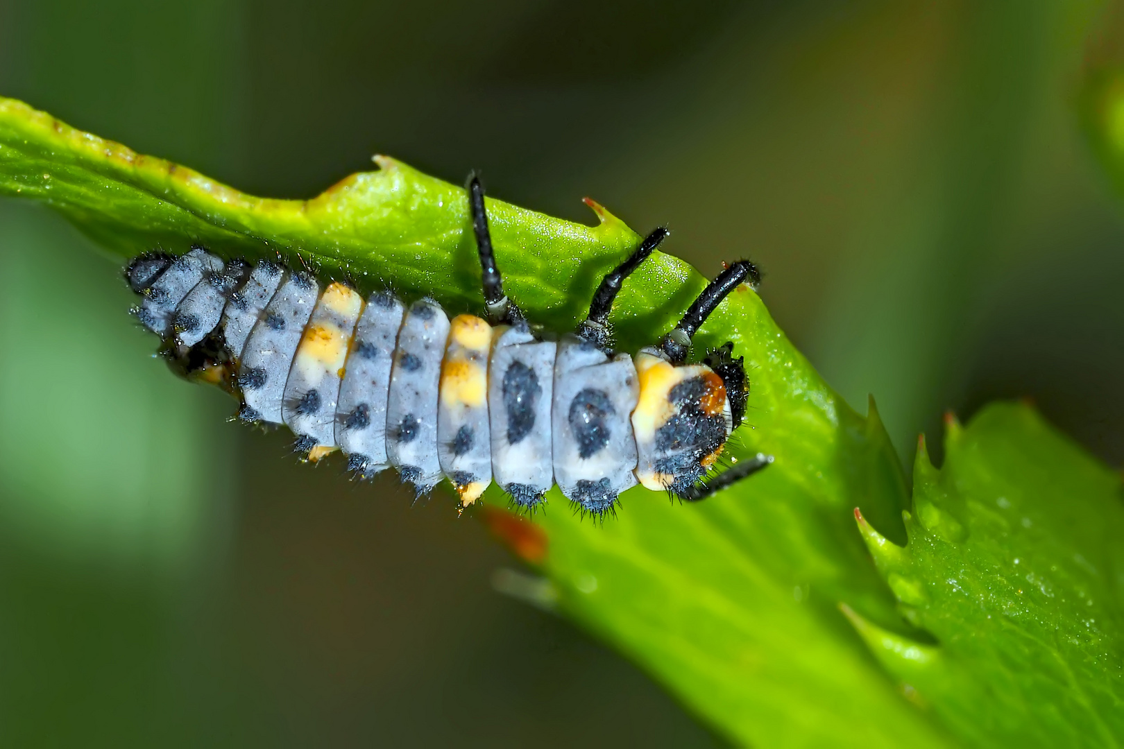 Die nützliche Marienkäferlarve... - Les larves de coccinelles sont utiles.