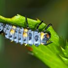 Die nützliche Marienkäferlarve... - Les larves de coccinelles sont utiles.