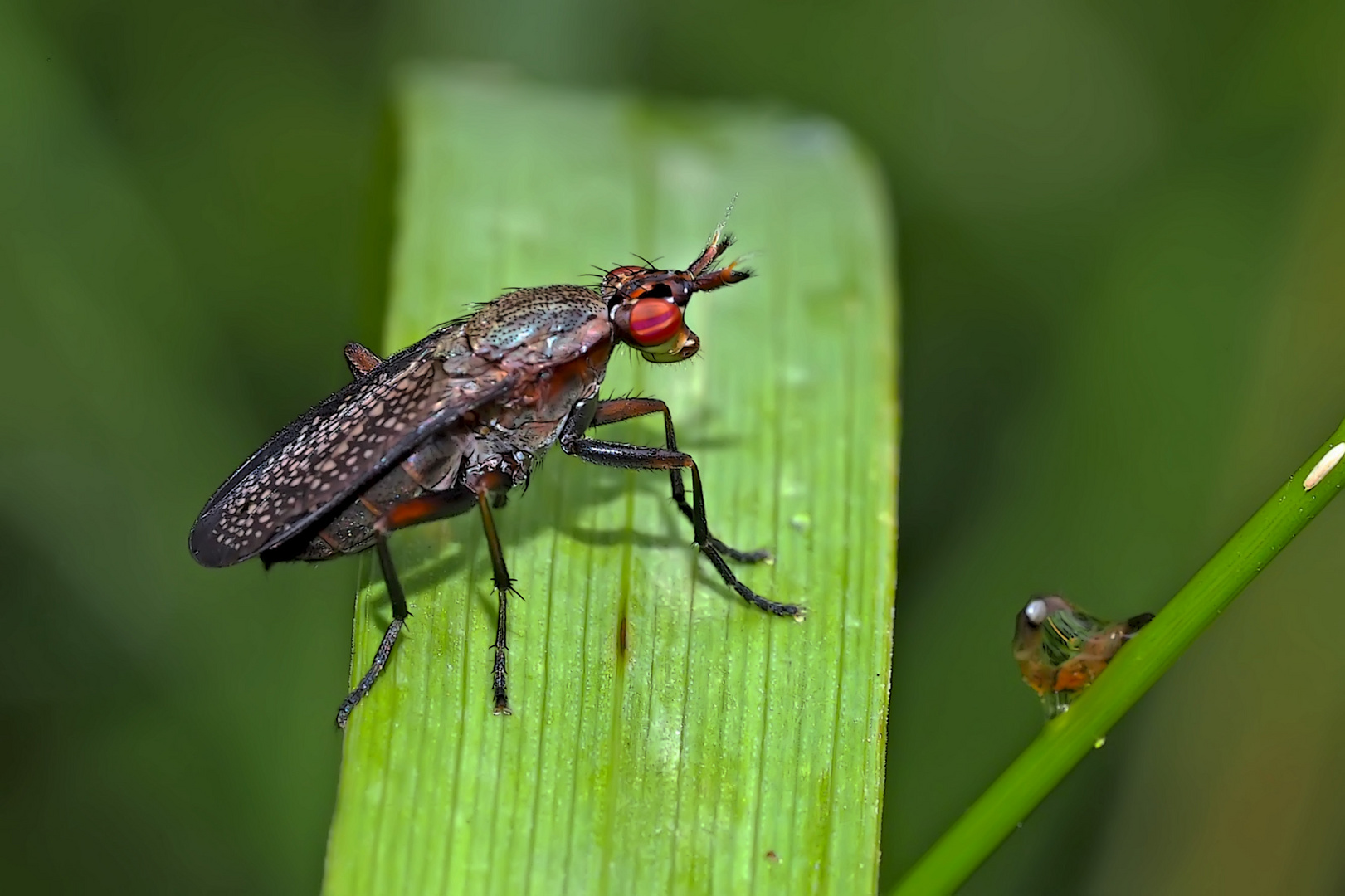 Die nützliche Melierte Schneckenfliege (Coremacera marginata)