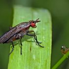 Die nützliche Melierte Schneckenfliege (Coremacera marginata)