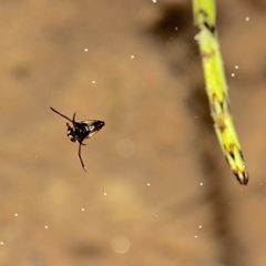 Die nur 2 bis 3 mm lange Larve eines Rückenschwimmers (Notonecta sp.) ...