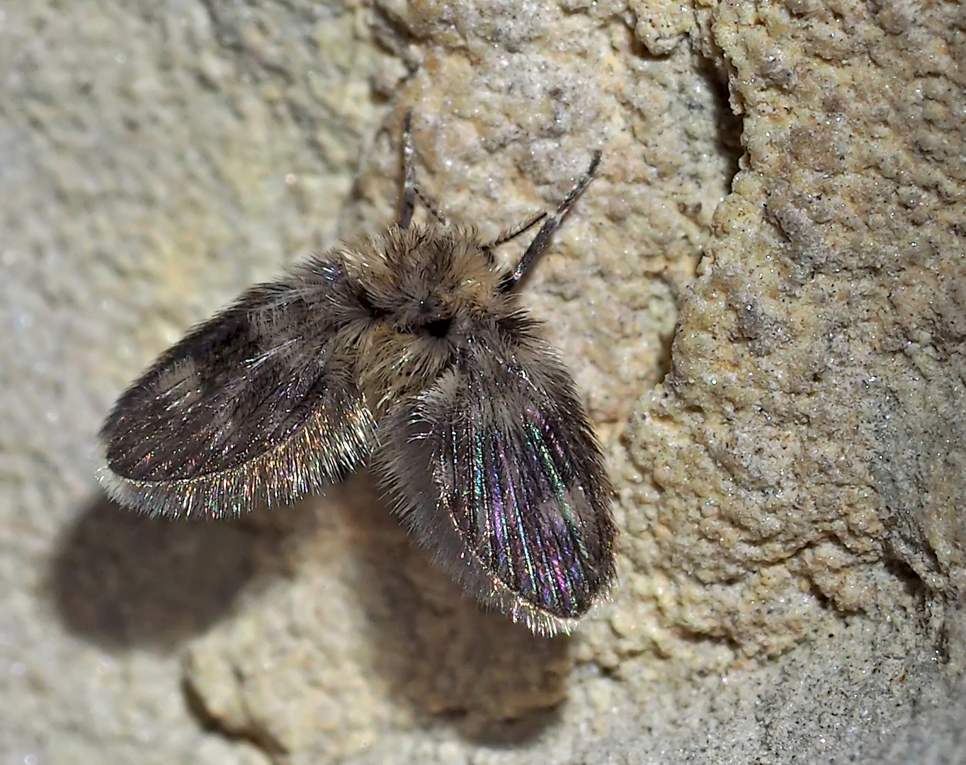 Die nur etwa 1.5-2 mm lange Schmetterlingsmücke (Psychodidae) auf einem Felsen.