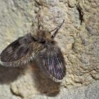 Die nur etwa 1.5-2 mm lange Schmetterlingsmücke (Psychodidae) auf einem Felsen.