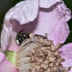 Die nur etwa 8 mm lange männliche Maskenbiene HYLAEUS SIGNATUS* . . .