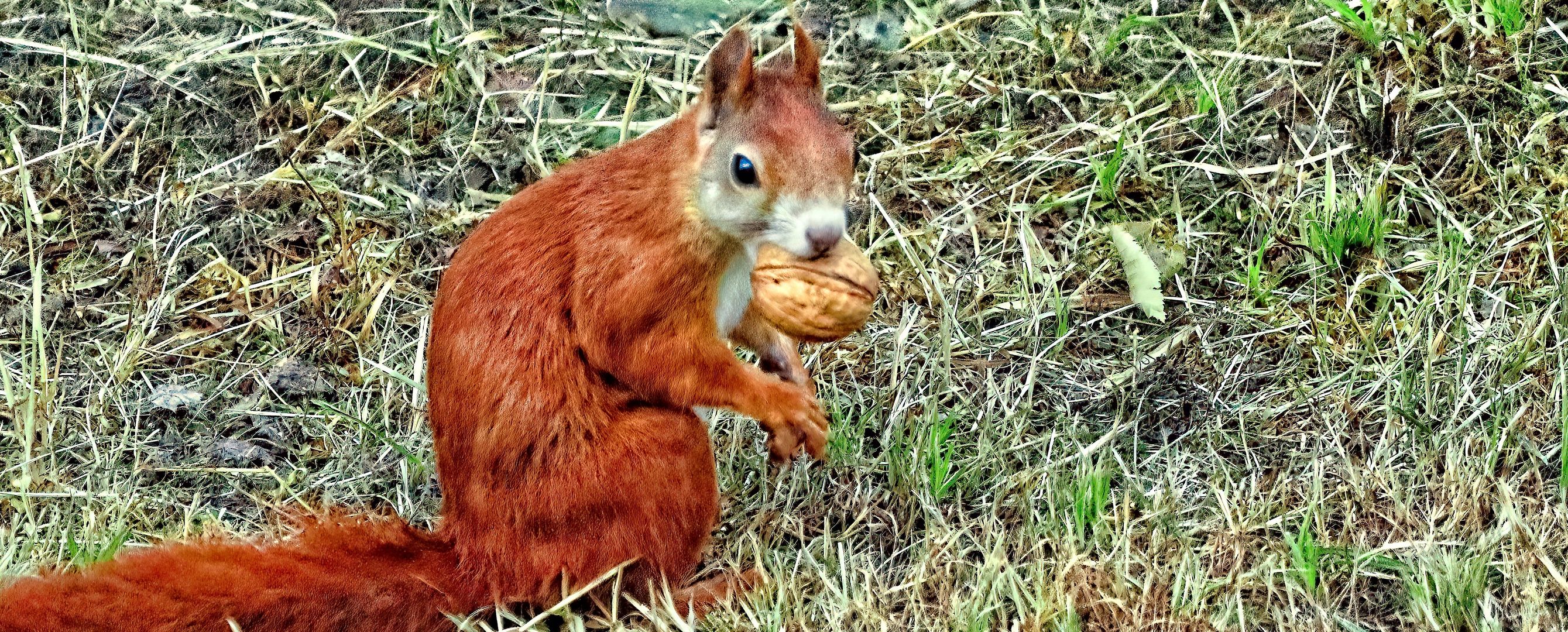 die Nuss schmeckt immer