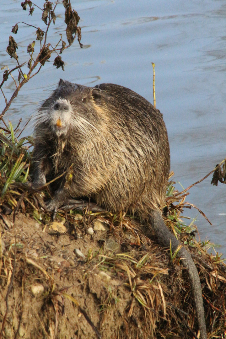 Die Nutria am Canal de Huningue