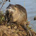 Die Nutria am Canal de Huningue