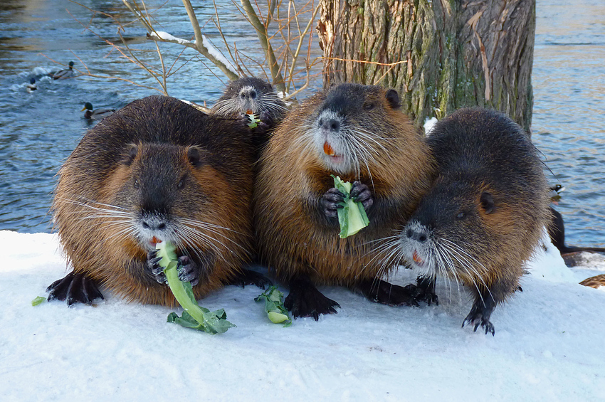 Die Nutria-Gang