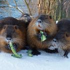 Die Nutria-Gang