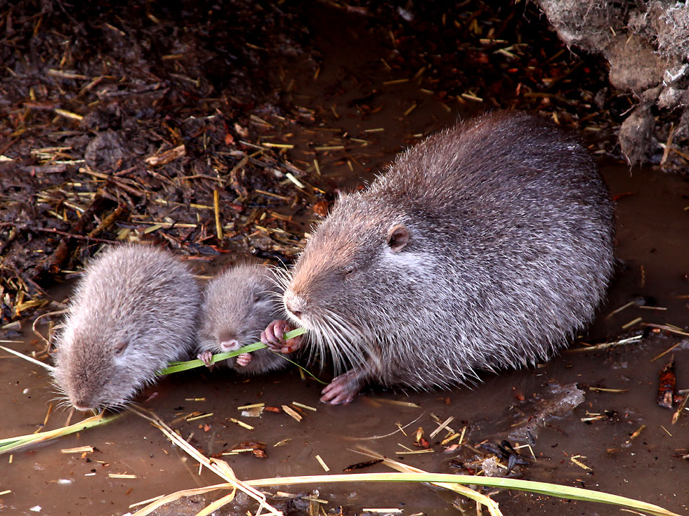 Die Nutria haben Junge