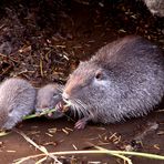 Die Nutria haben Junge