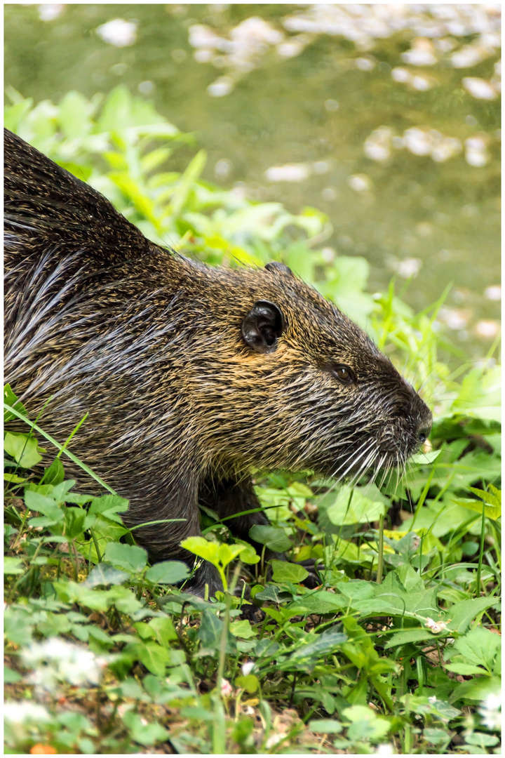 Die Nutria (Myocastor coypus)