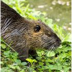 Die Nutria (Myocastor coypus)