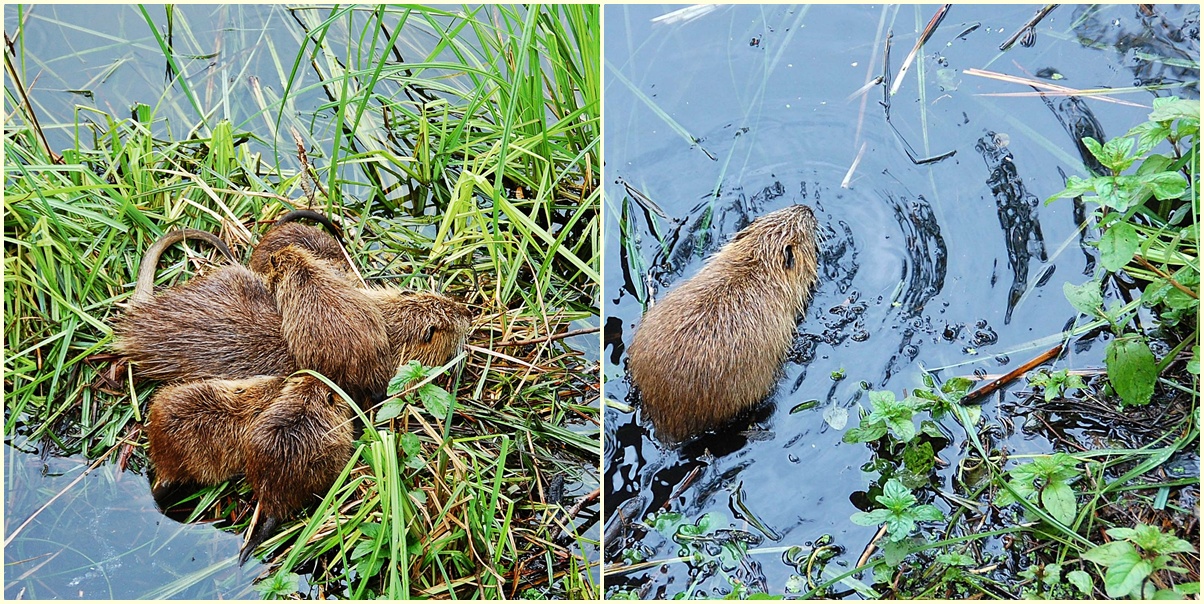 die Nutrias im Spreewald