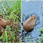 die Nutrias im Spreewald