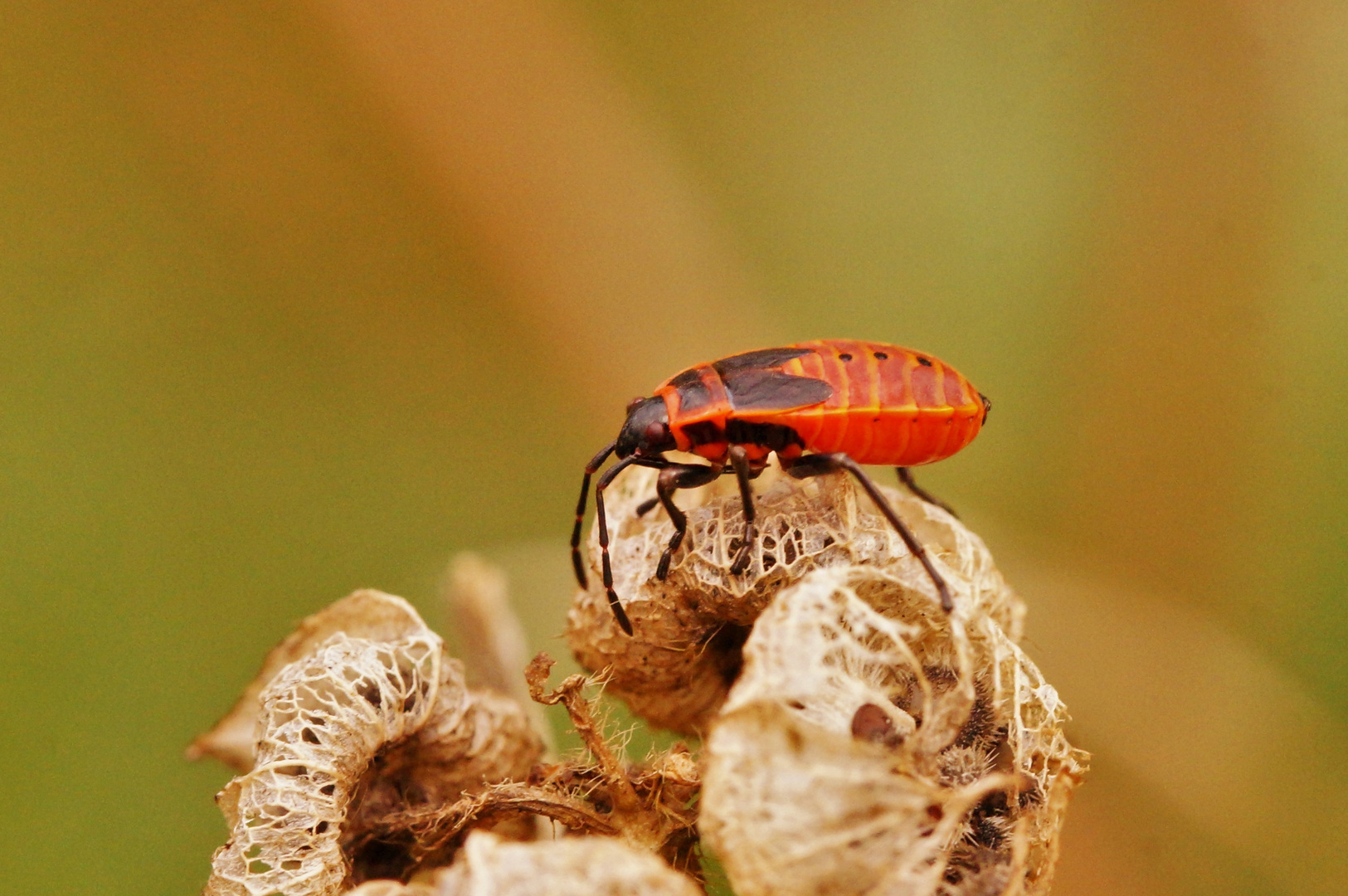 Die Nymphe... Foto & Bild natur, herbst, insekten Bilder auf