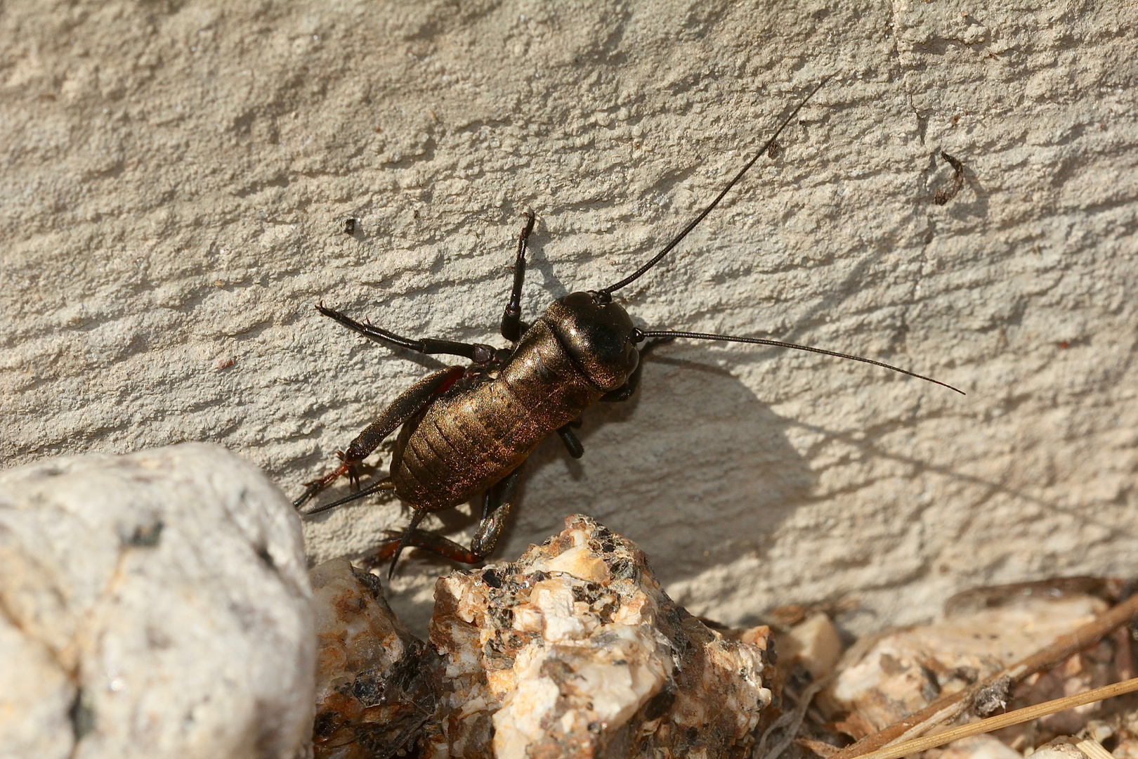 Die Nymphe einer Feldgrille (Gryllus campestris) ...