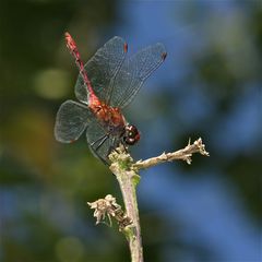 Die Obelisk-Haltung des Männchens der Blutroten Heidelibelle (Sympetrum sanguineum) . . .