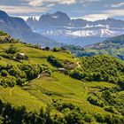 Die oberen Weinlagen  Bozens im Mai